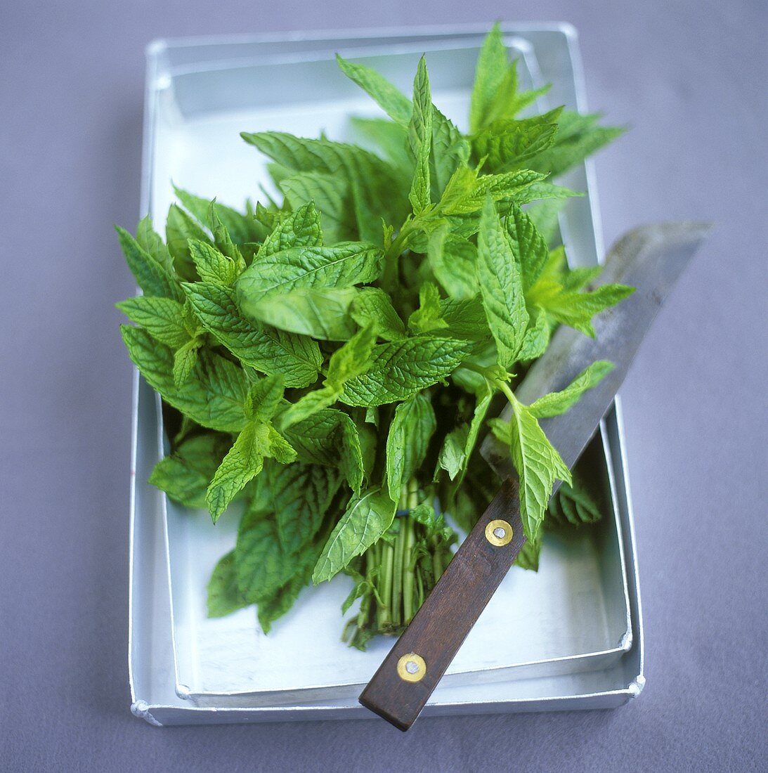 Bunch of freshly-cut mint in a zinc bowl with knife
