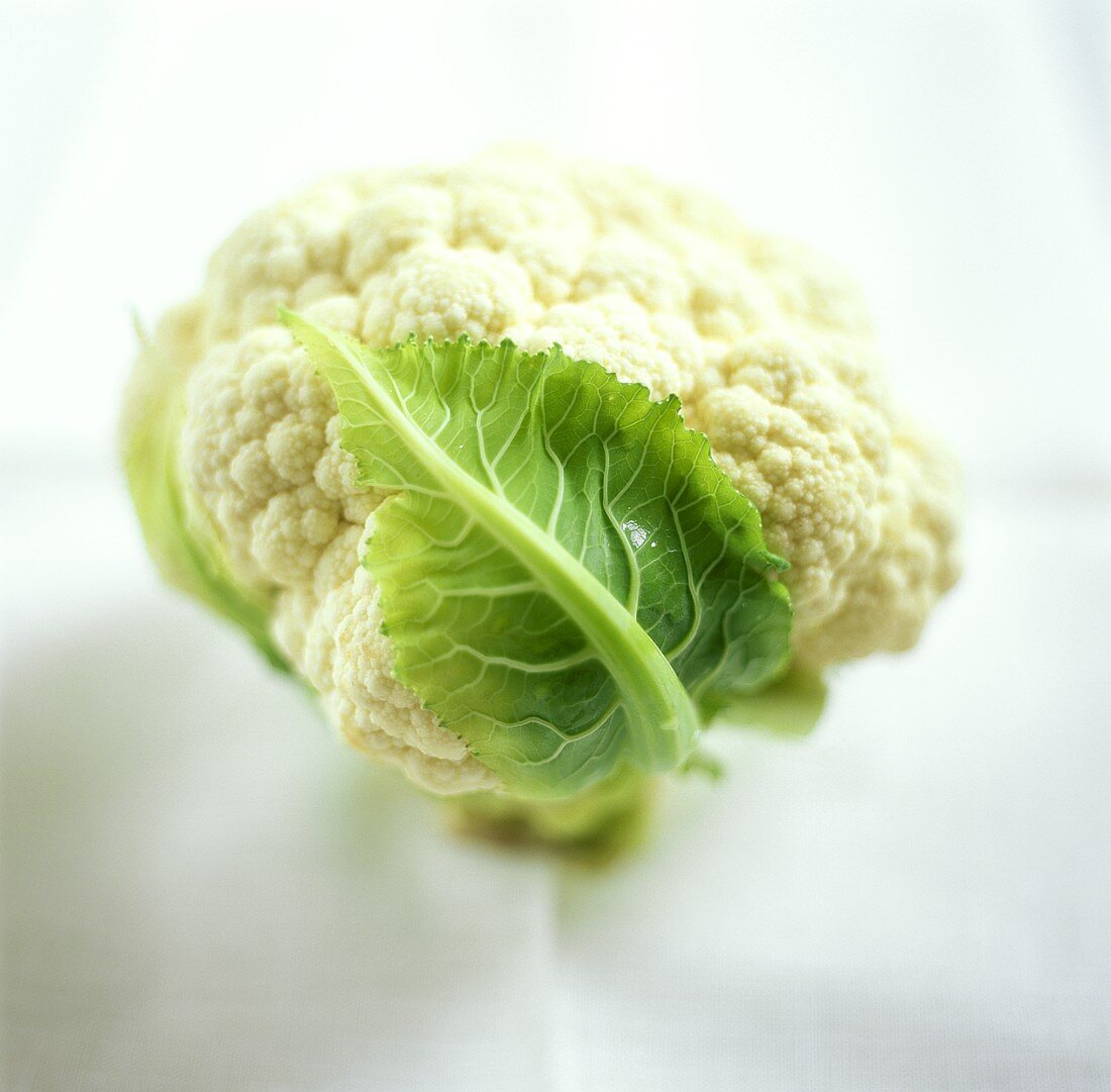 Young cauliflower with leaf
