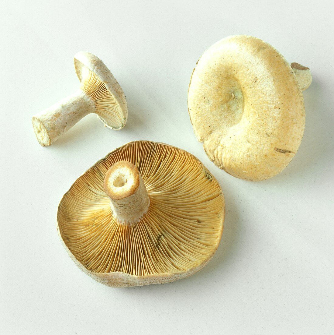 Three milkcaps (Lactarius helvus), seasoning mushroom
