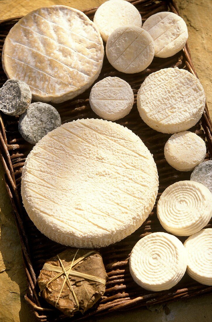 Mehrere Ziegenkäse aus der Provence auf einem Korb-Tablett