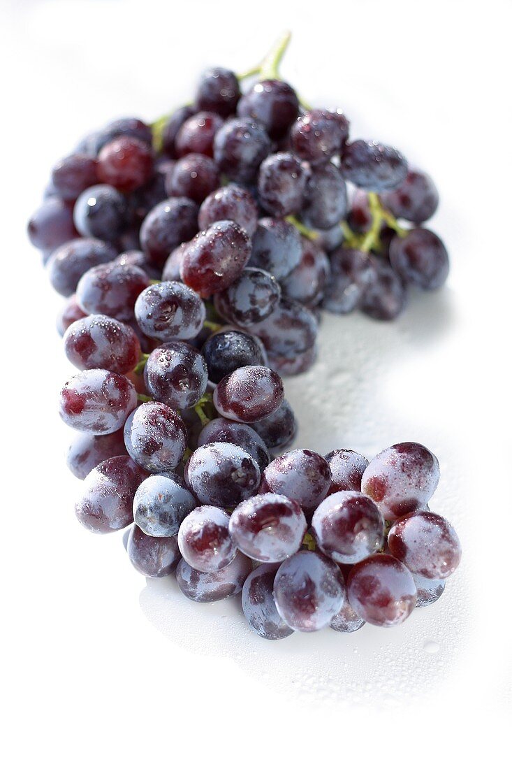 Red wine vine with dewdrops