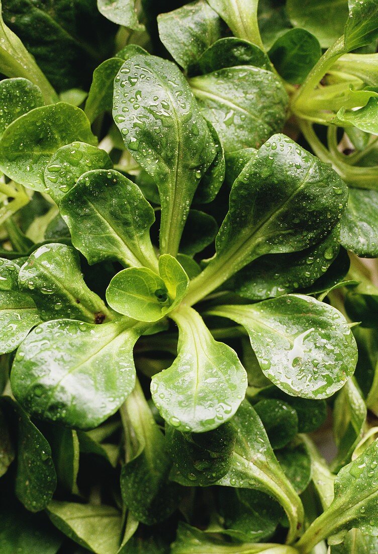 Feldsalat mit Tautropfen, bildfüllend