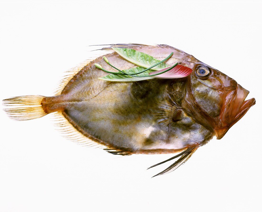 Petersfisch mit Salatblättern und Schnittlauch