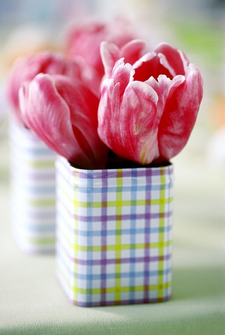 Tulips in a tin box