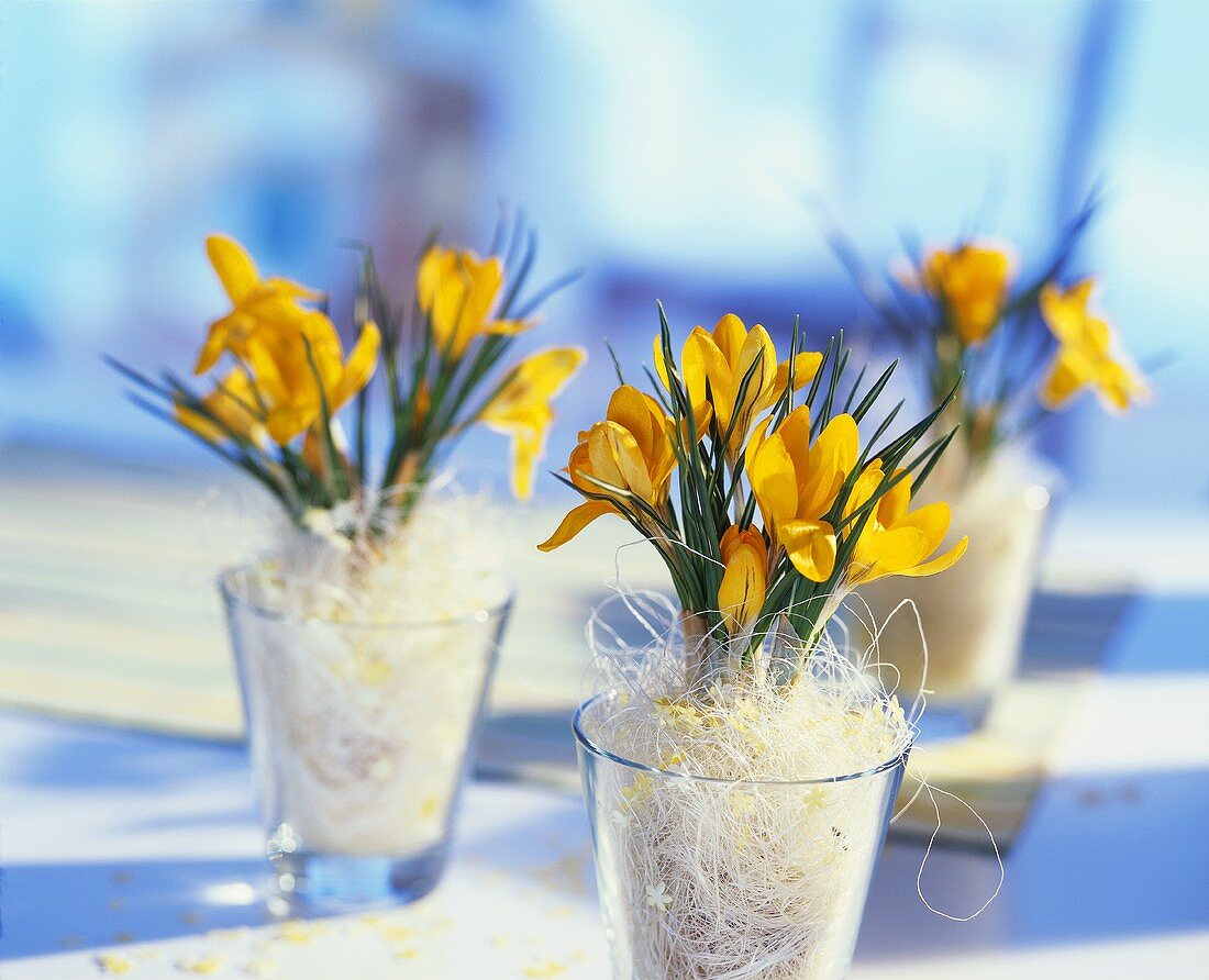 Krokusse in Gläsern als Tischdekoration