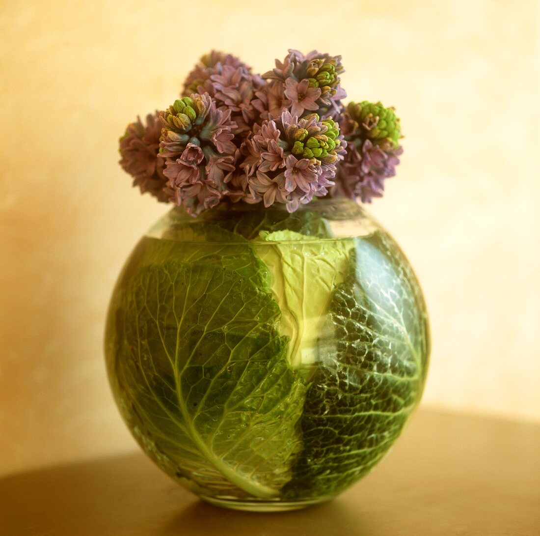 Hyacinths with cabbage leaves in a round vase