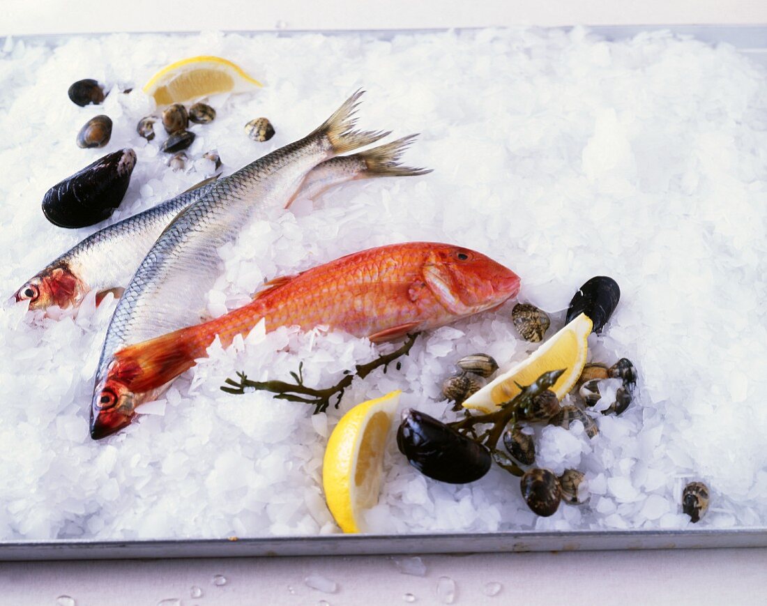 Still life with fish and shells on crushed ice