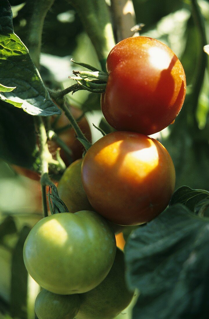 Matina tomatoes on the vine