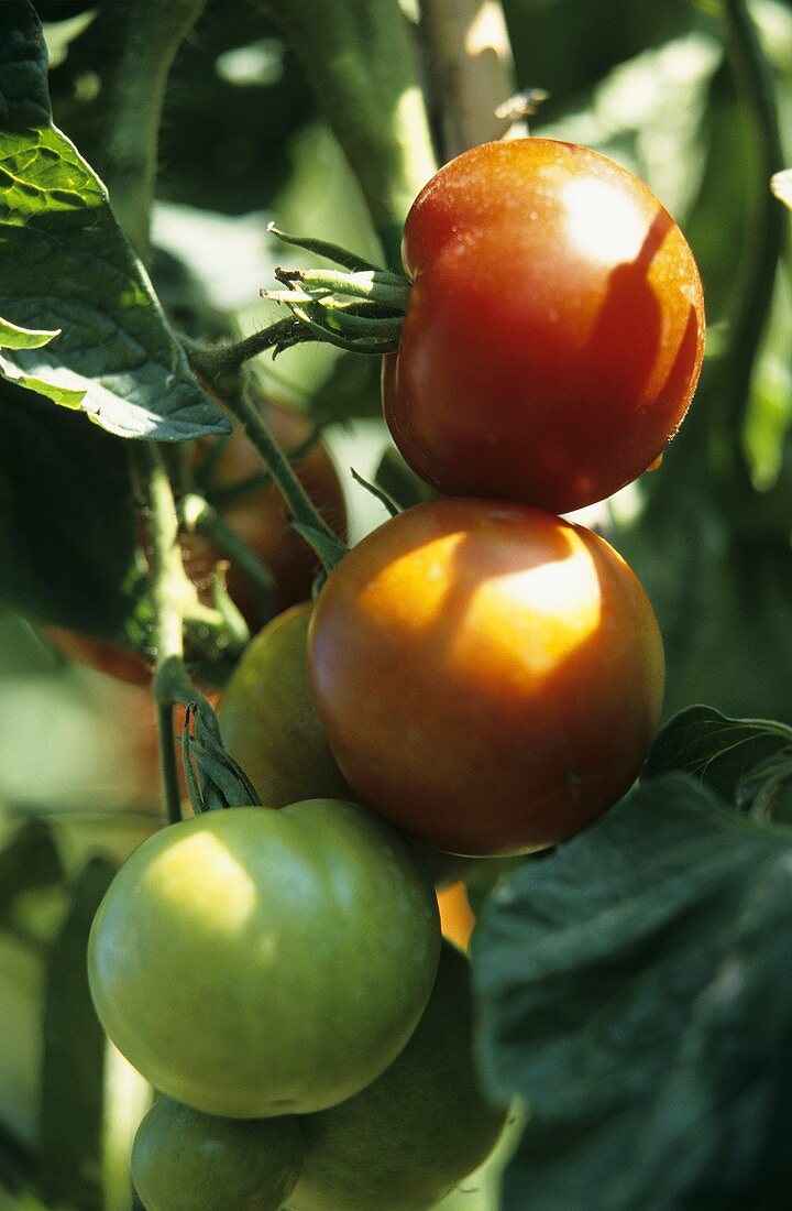 Tomaten der Sorte Matina am Strauch