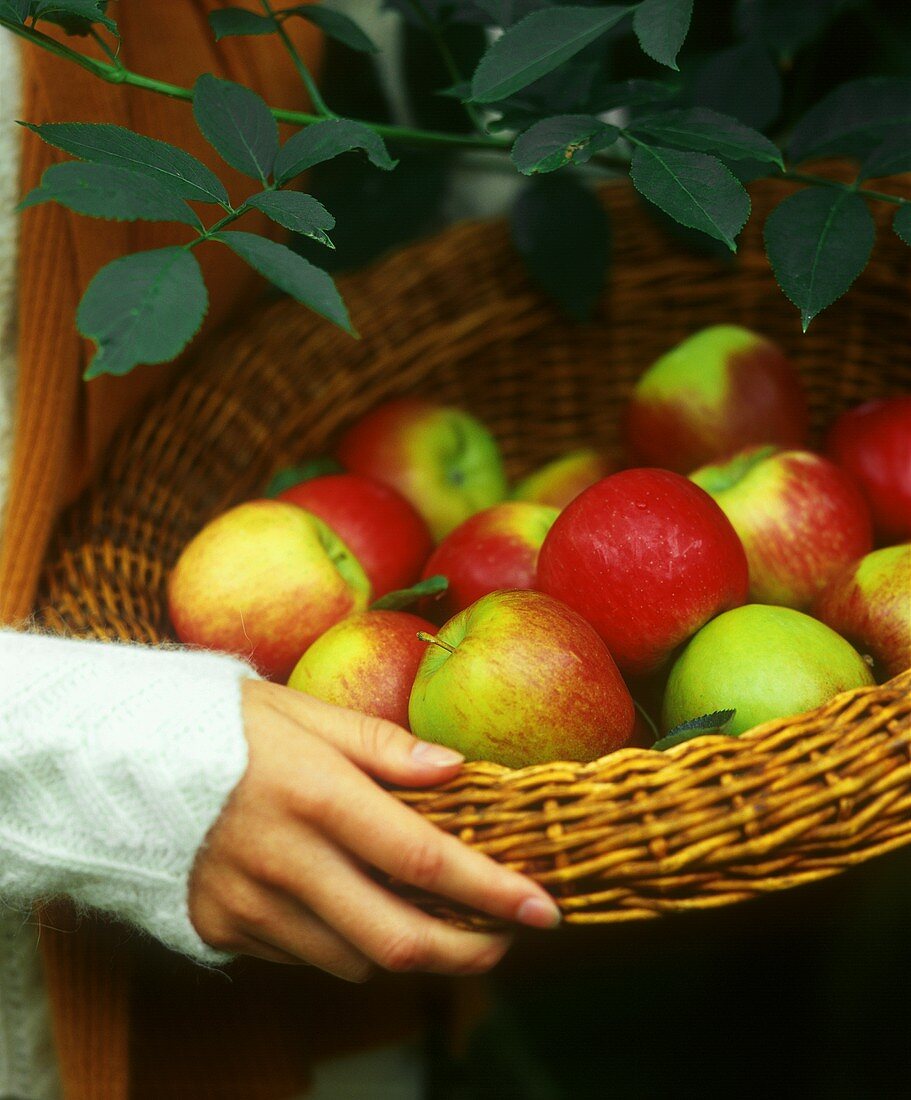 Hand hält Korb mit frisch geernteten Äpfeln