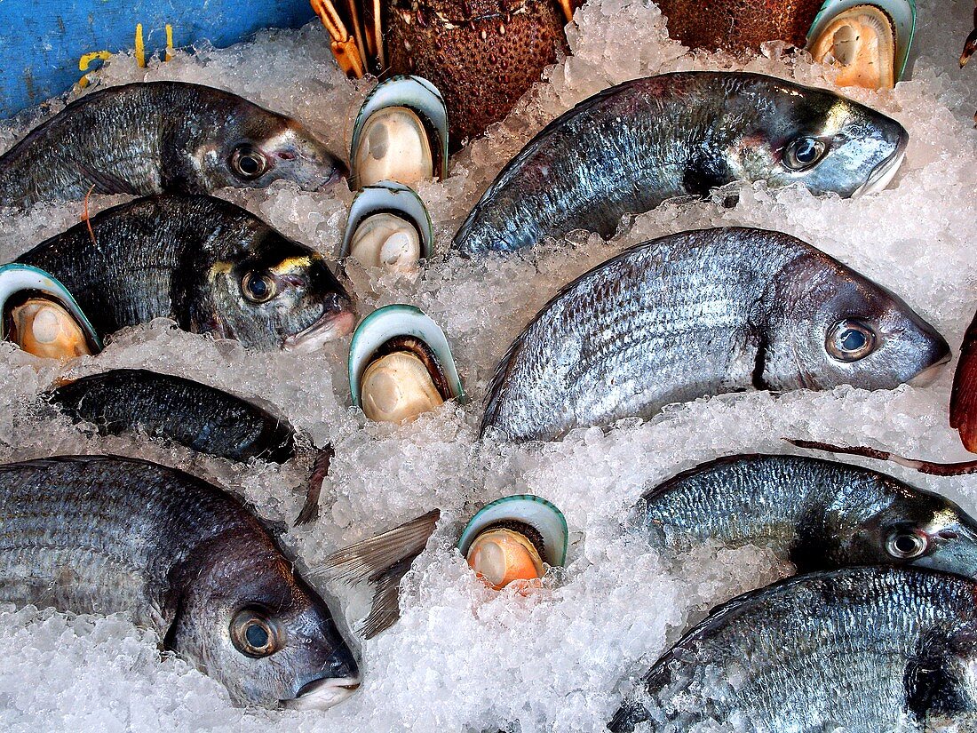 Doraden und Muscheln in einer Theke auf Eis