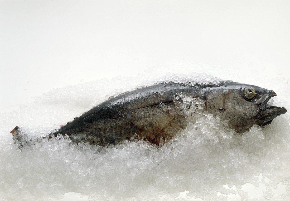 Thunfisch im Eis