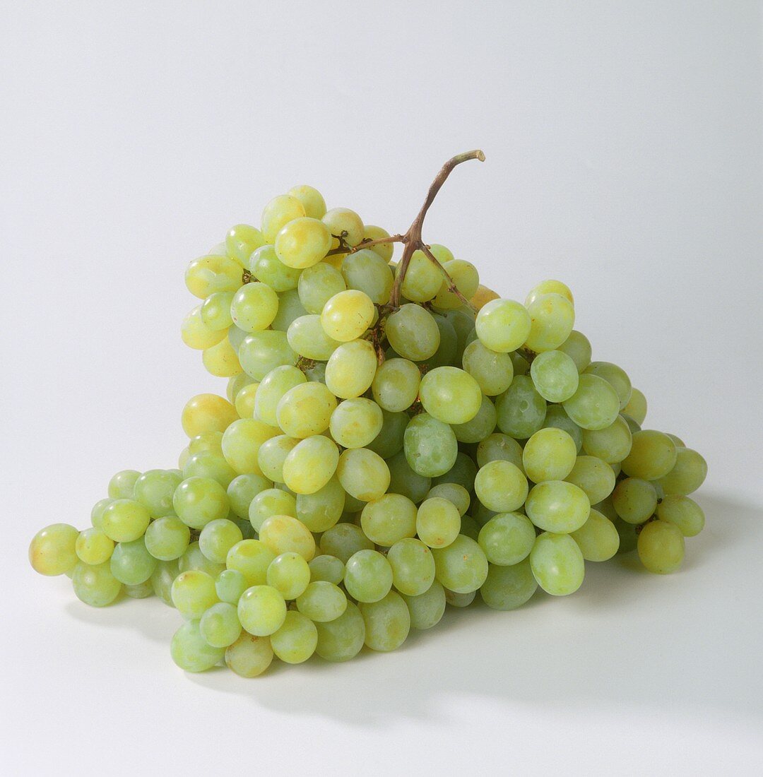 Italian seedless green table grapes