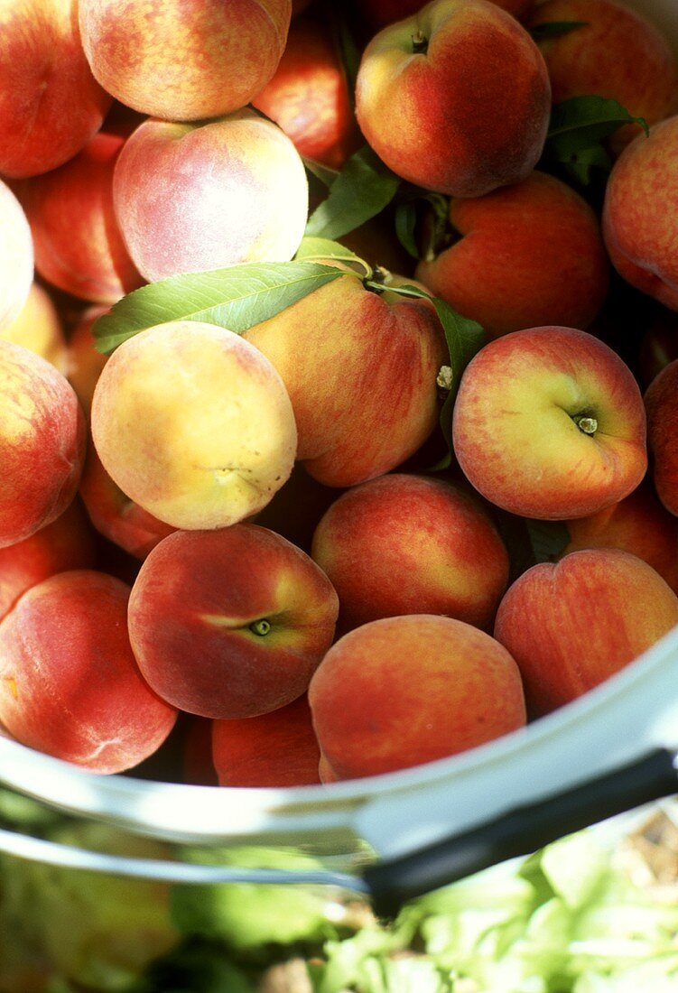 Freshly picked peaches in a bucket