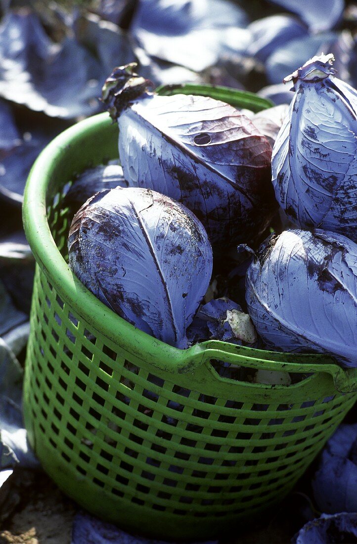 Frisch geernteter Rotkohl in einem Korb