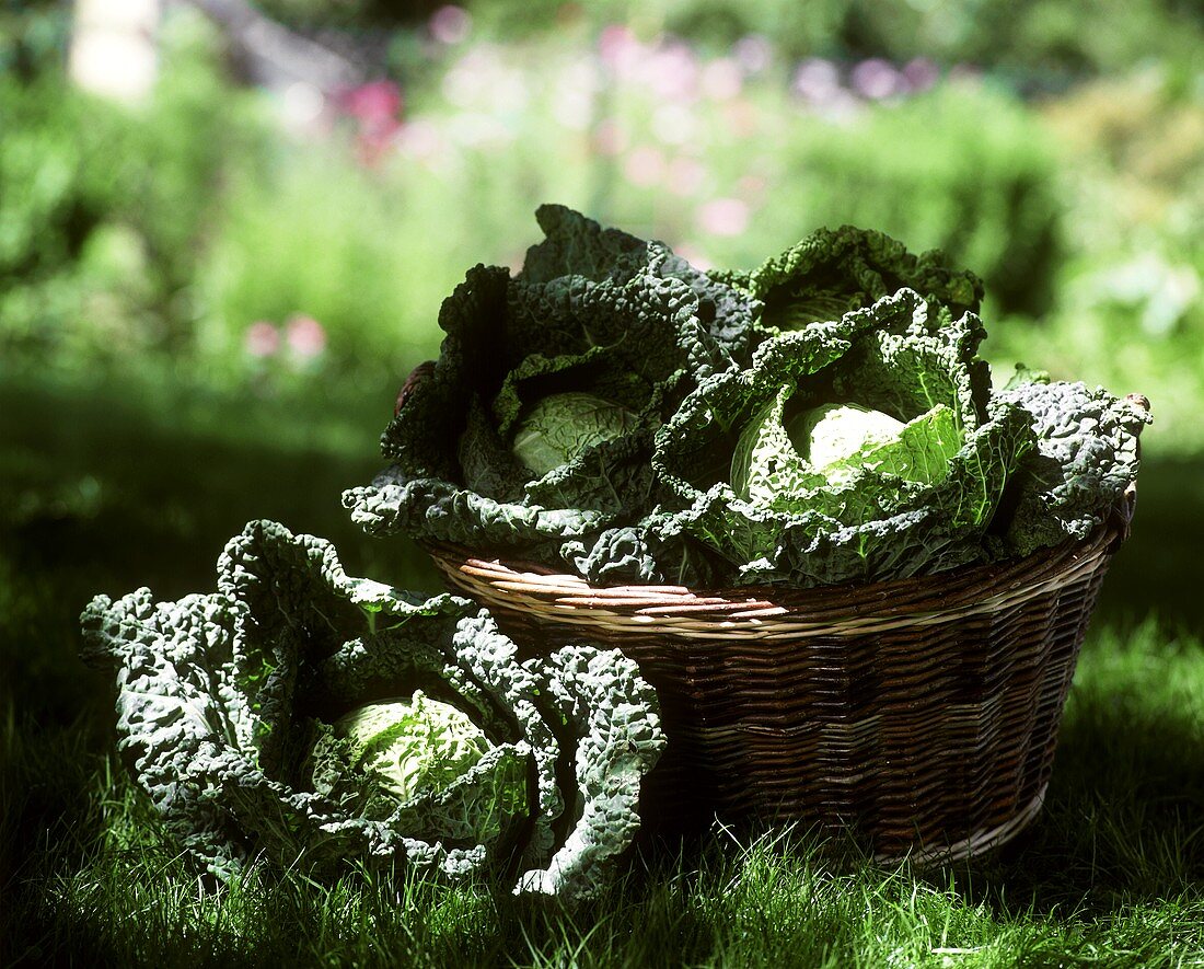 Freshly picked savoy in a basket