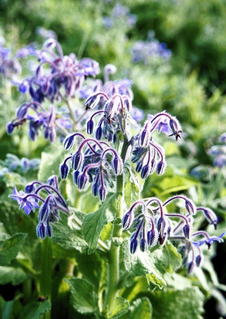 Flowering borage in the field