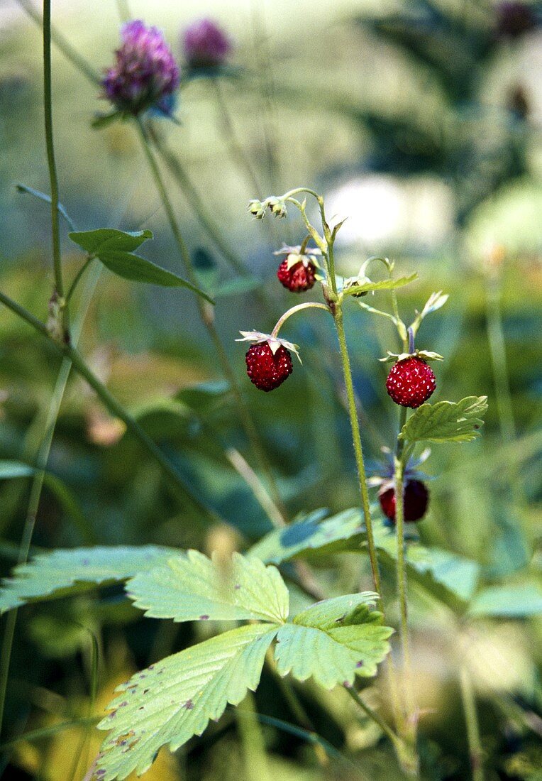 Walderdbeeren am Strauch