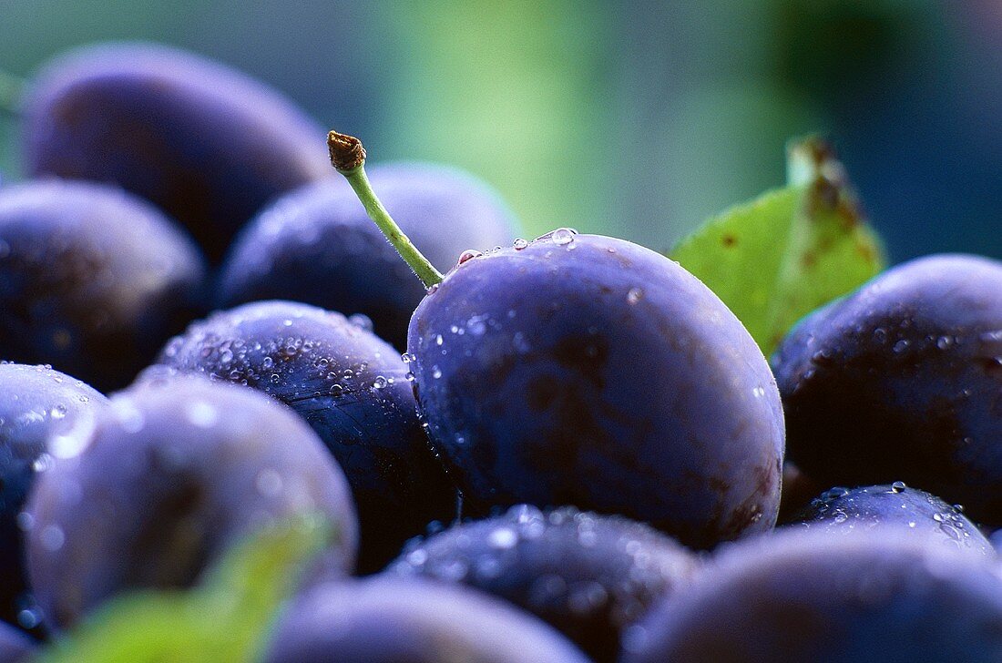 Plums with drops of water