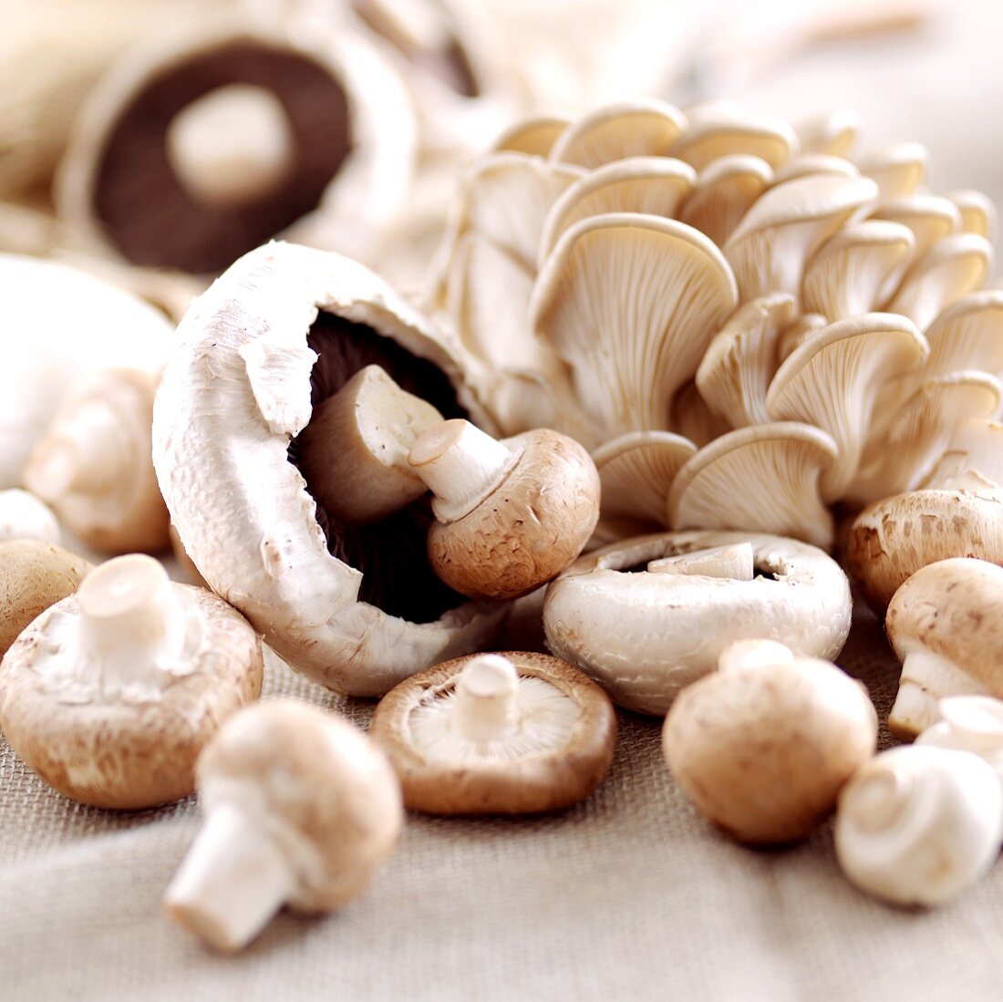 Still life with button mushrooms and oyster mushrooms