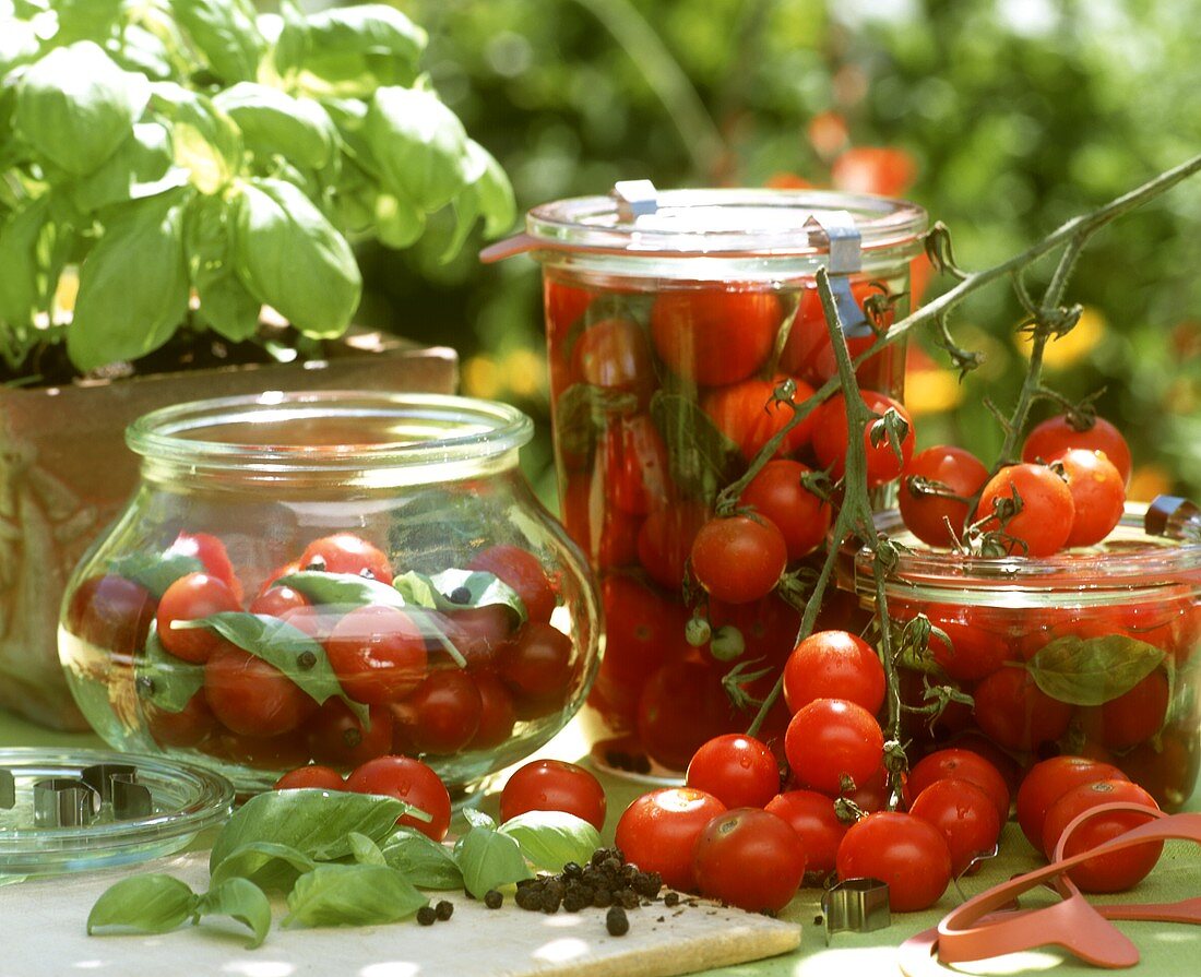 Bottling cherry tomatoes with basil