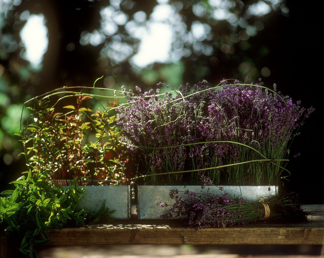 Lavendel und Minze in Blumenkästen