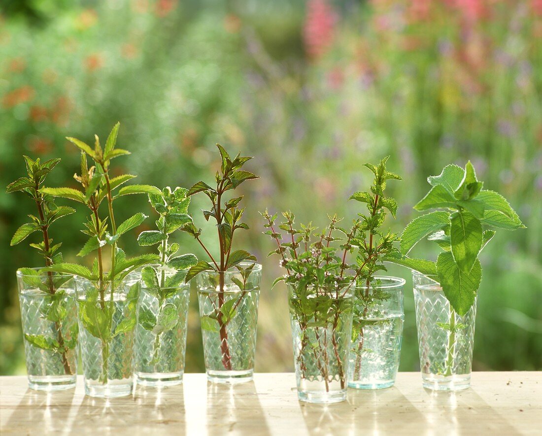Sprigs of different peppermints in glasses of water