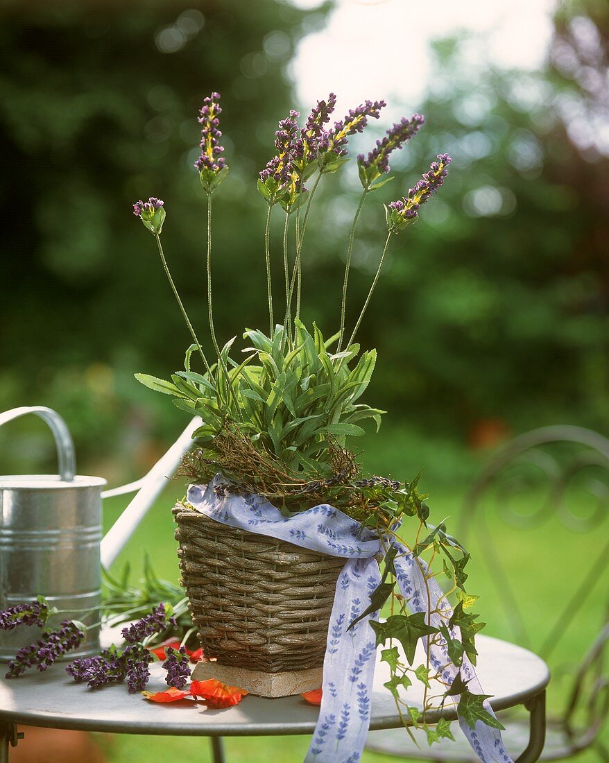 Blumentopf mit Lavendel auf Gartentisch