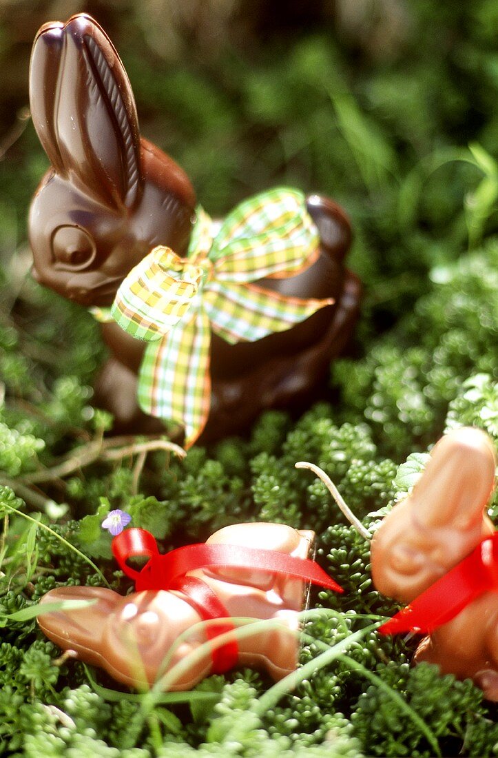 Chocolate Easter bunny in grass