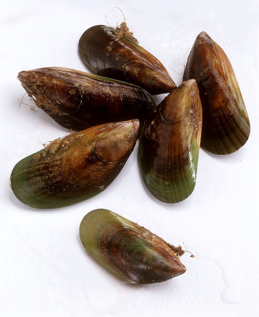 Green mussels from New Zealand