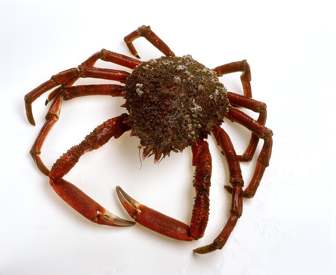 Seespinne (Meeresspinne, Spider Crab, lat.: Maja squinado)