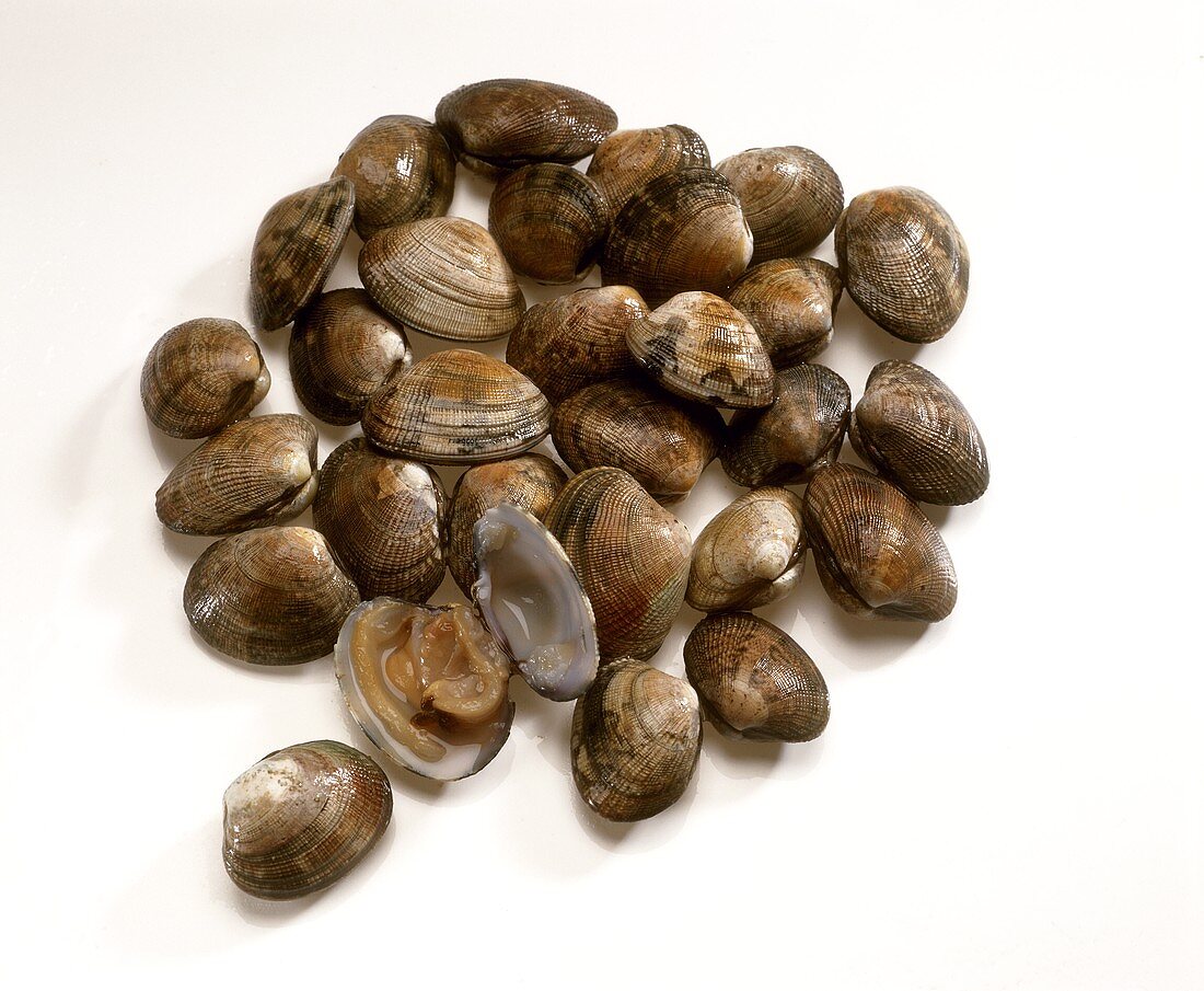 'Pullet carpet shell' clams (French: Palourdes)