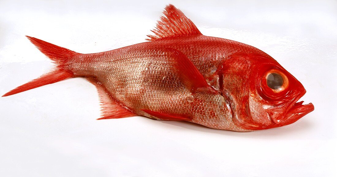 Alfonsino (Beryx splendens)