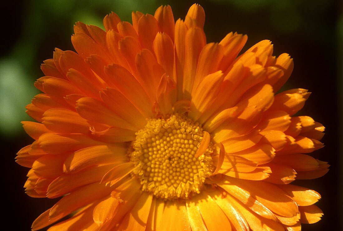 Blüte einer Ringelblume (Calendula)