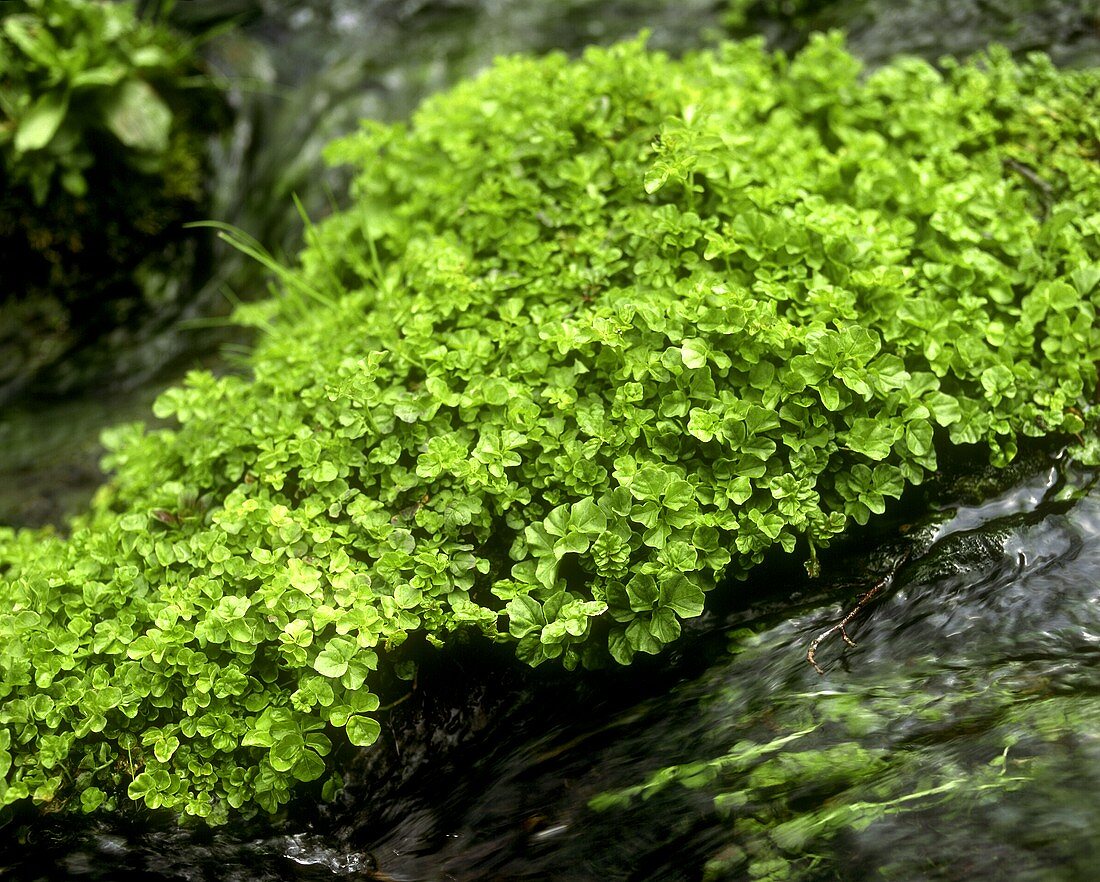 Watercress in a mountain stream