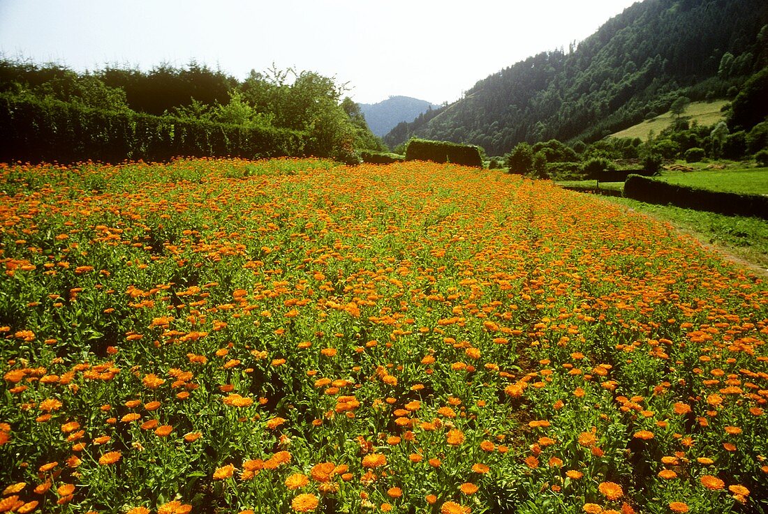 Field of marigolds