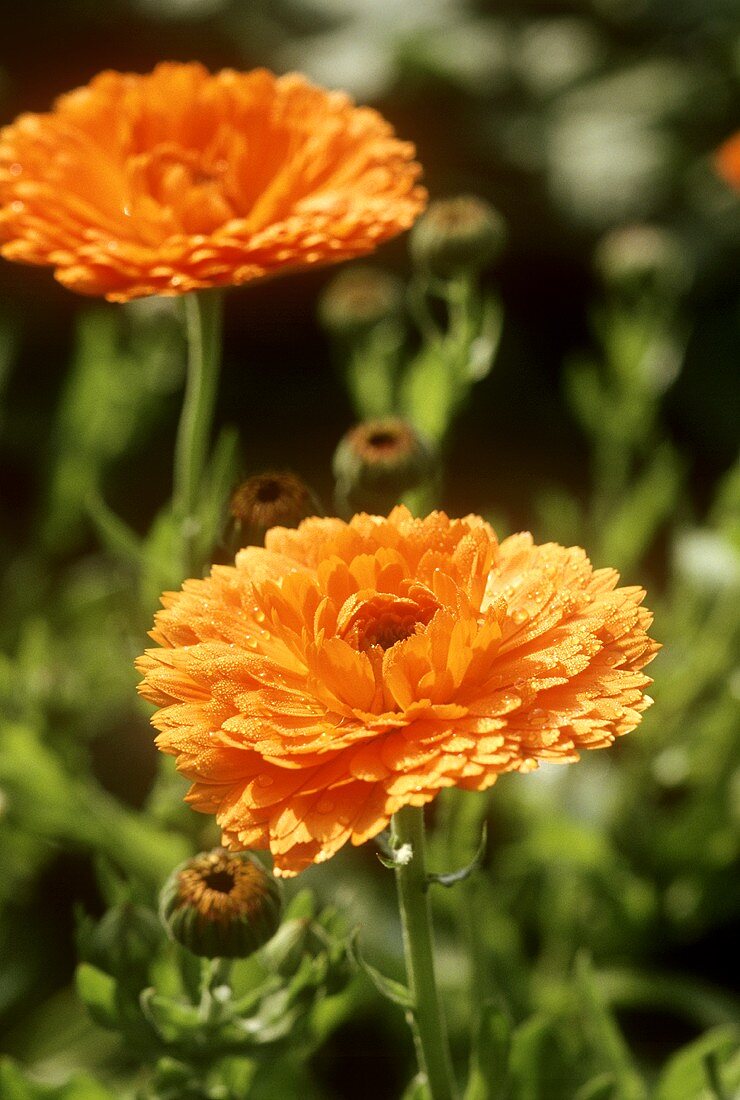 Zwei Ringelblumenblüten (Calendula) in der Natur