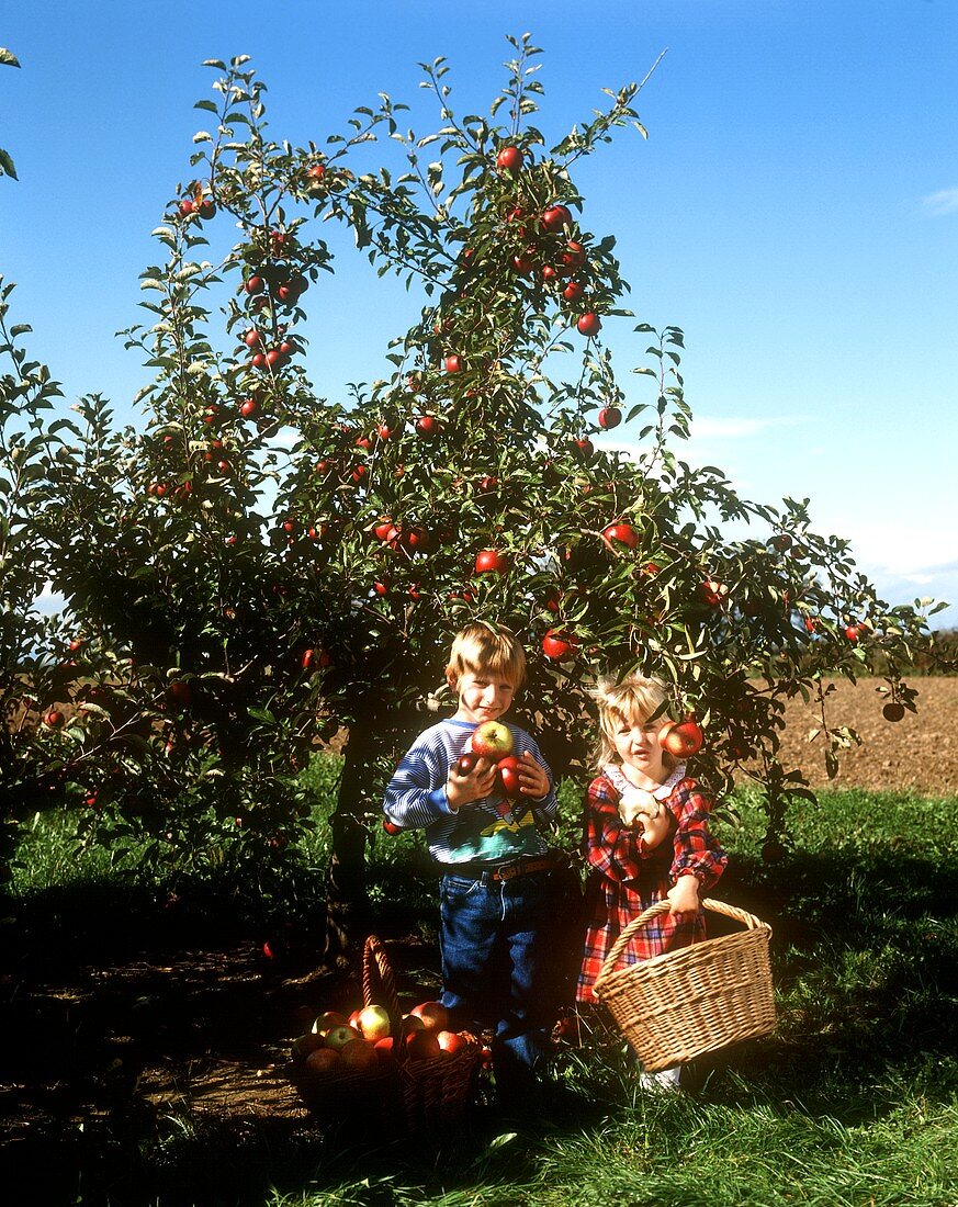 Two children with apples under apple tree