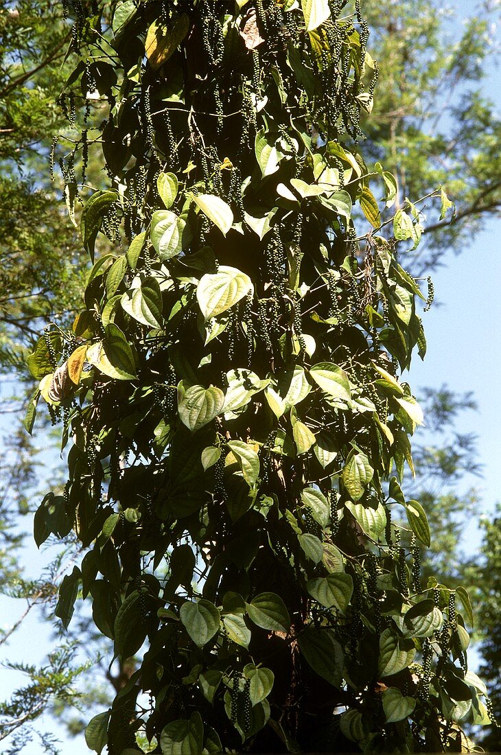 Frischer grüner Pfeffer an der Pflanze (Indien)