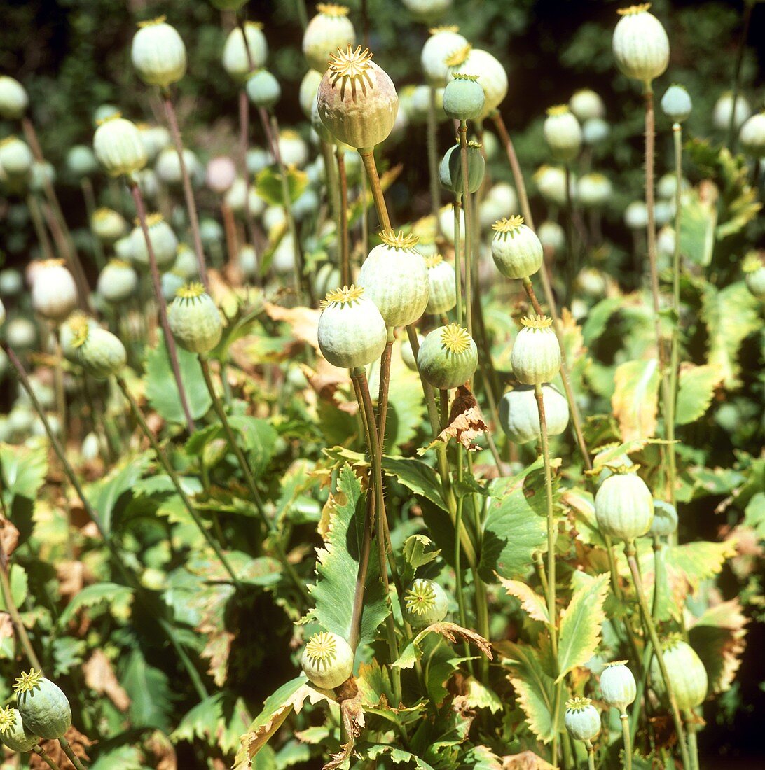 Poppy plants with green seed pods in open air