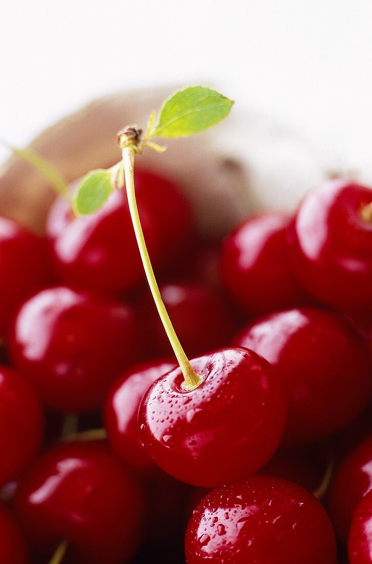 Freshly washed sour cherries in bowl