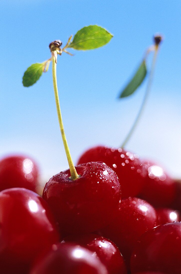 Freshly washed sour cherries; pale-blue background