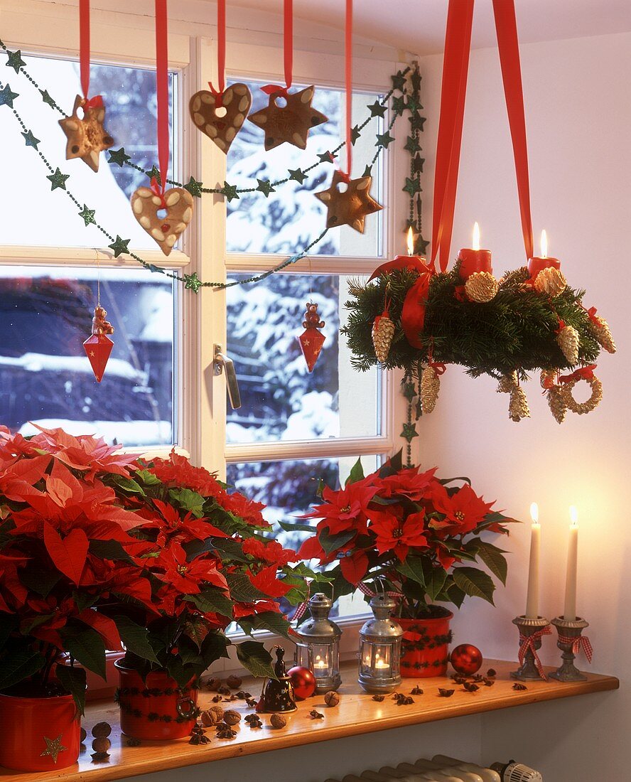 Window decoration with poinsettias