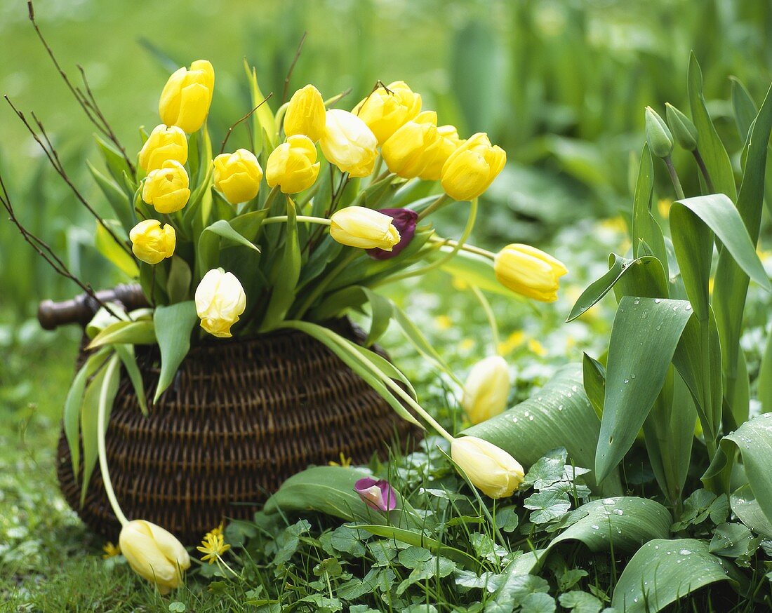 Gelber Tulpenstrauss in einem Körbchen im Garten