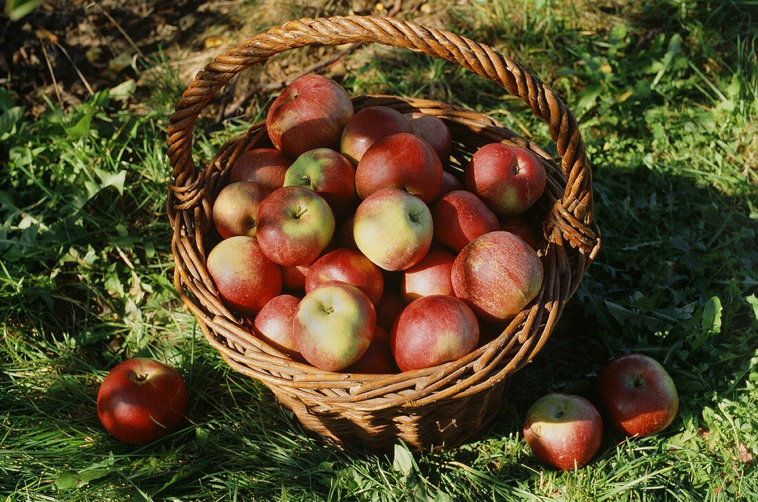 Äpfel im Weidenkorb