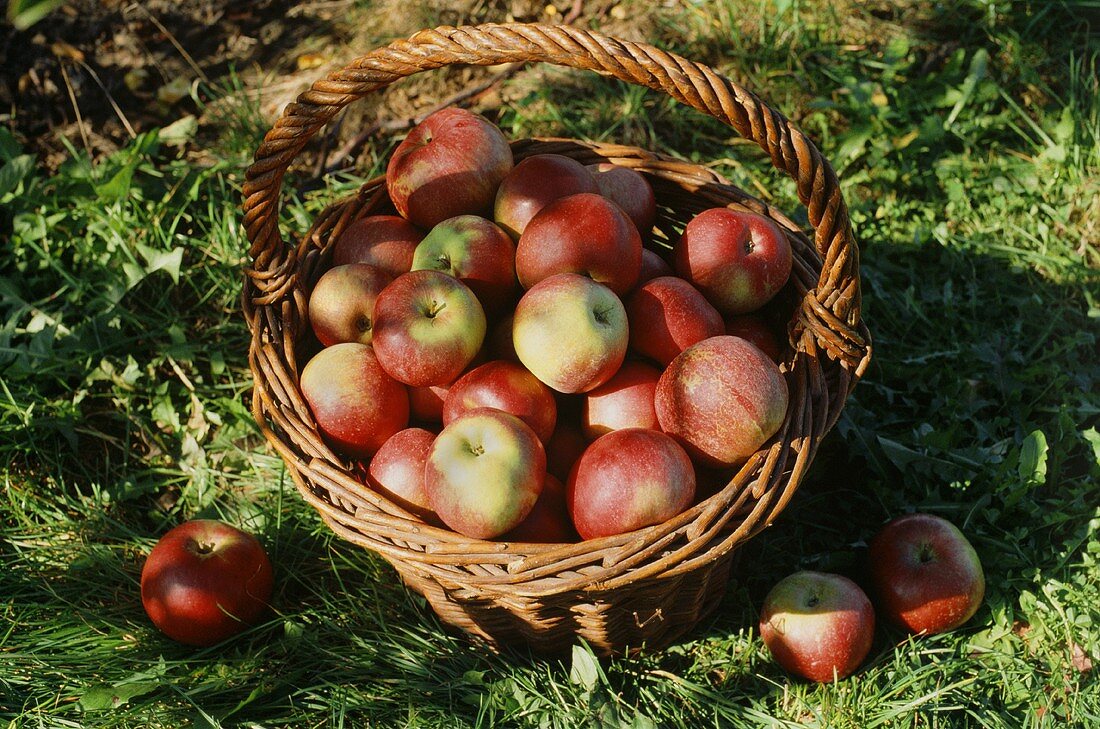 Apples in wicker basket