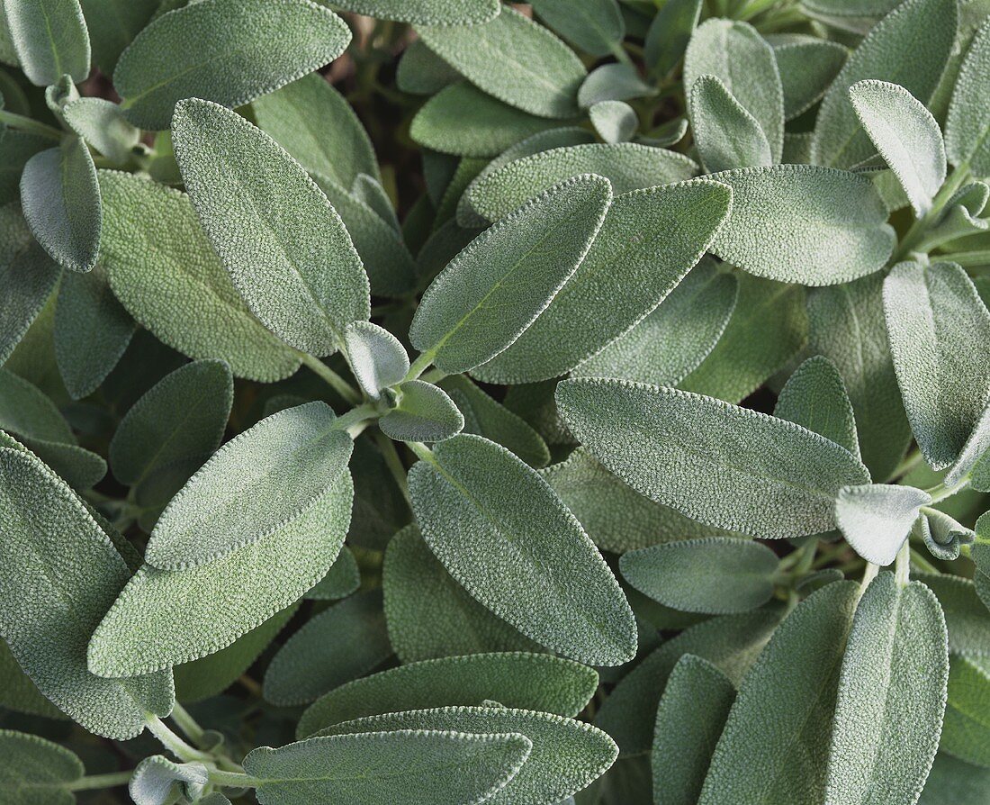 Greek sage