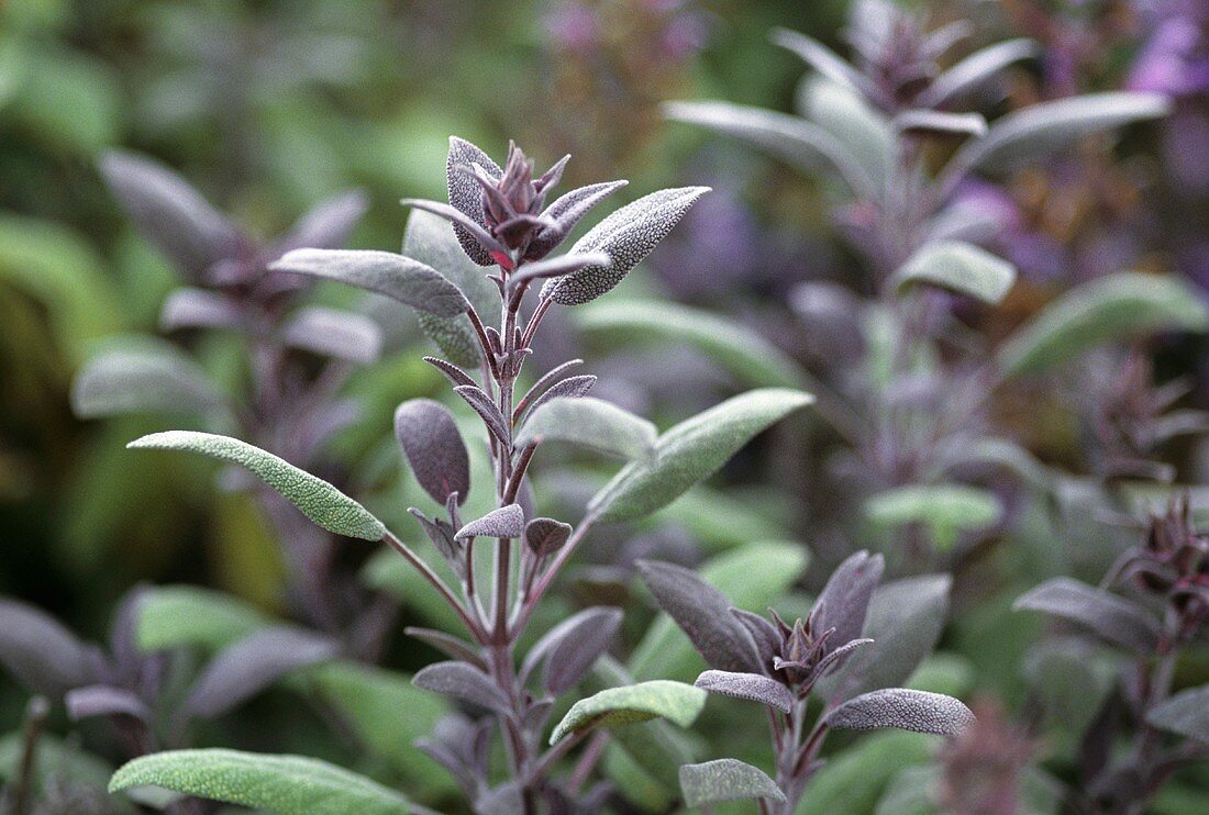 Purple sage in garden