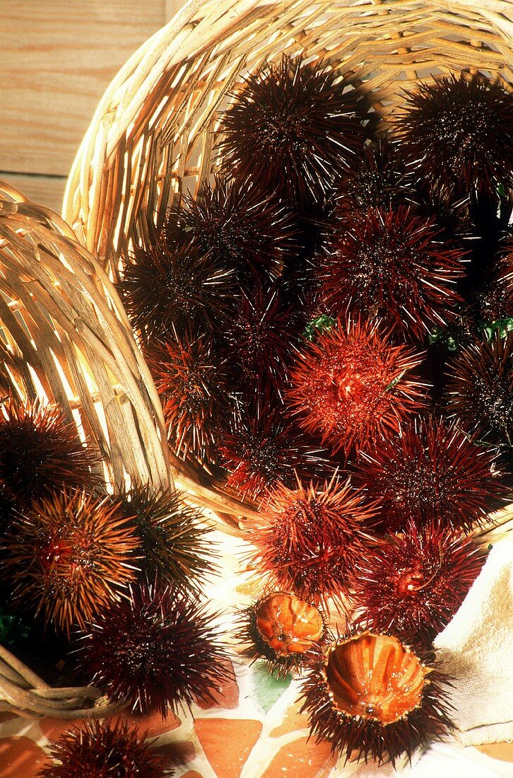 Fresh sea urchins, one opened