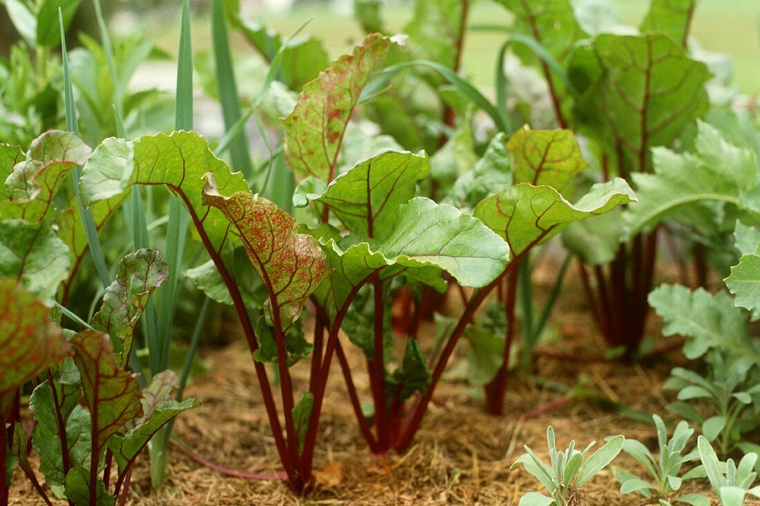 Rote Bete im Garten